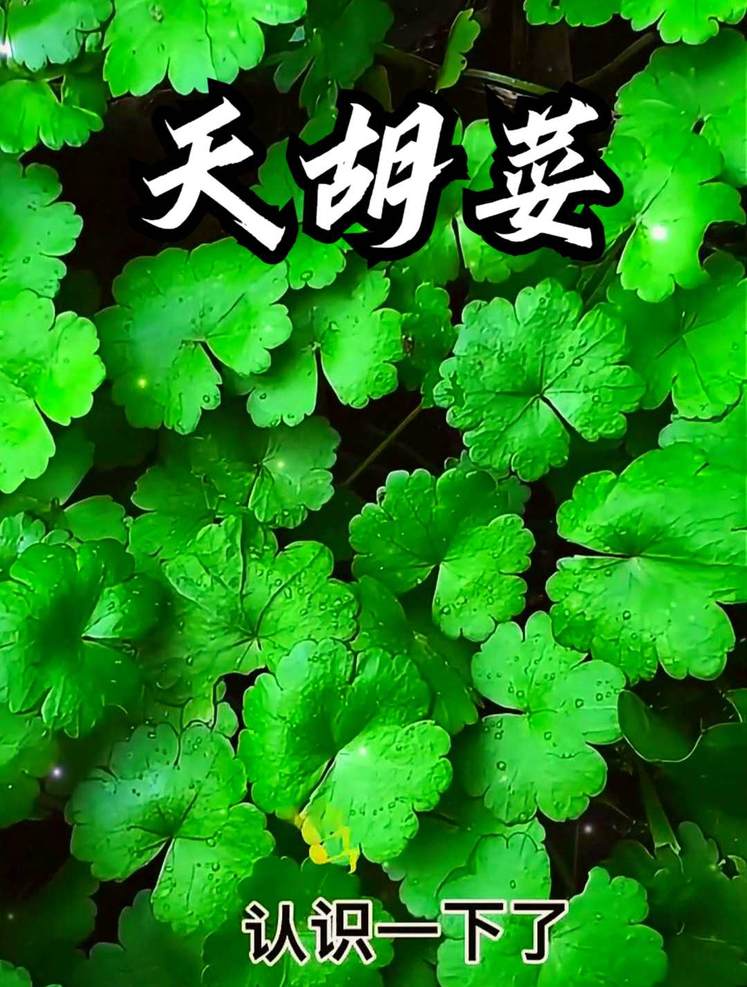 天胡荽也叫鱼鳞草,用它煮水饮用。可以快速缓解咳嗽