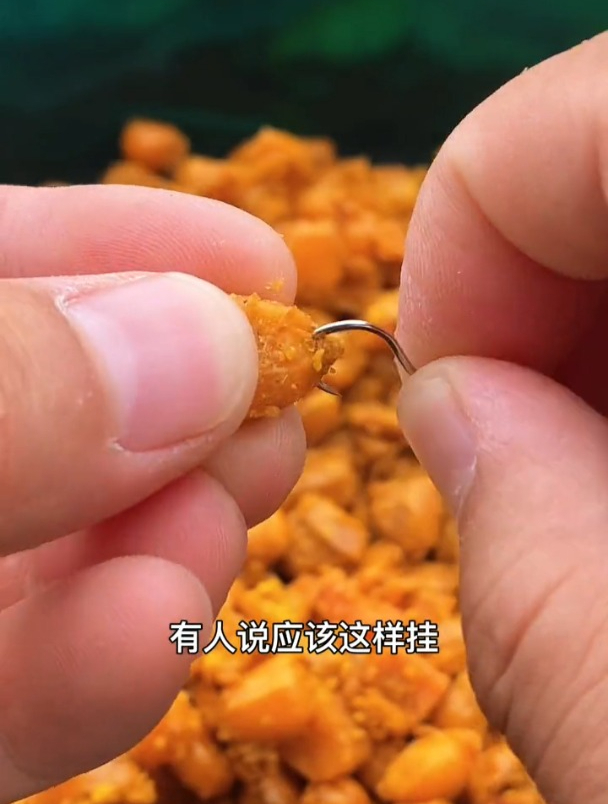 夏季钓鲤鱼草鱼用老坛玉米如何挂钩?老钓友演示正确方法!