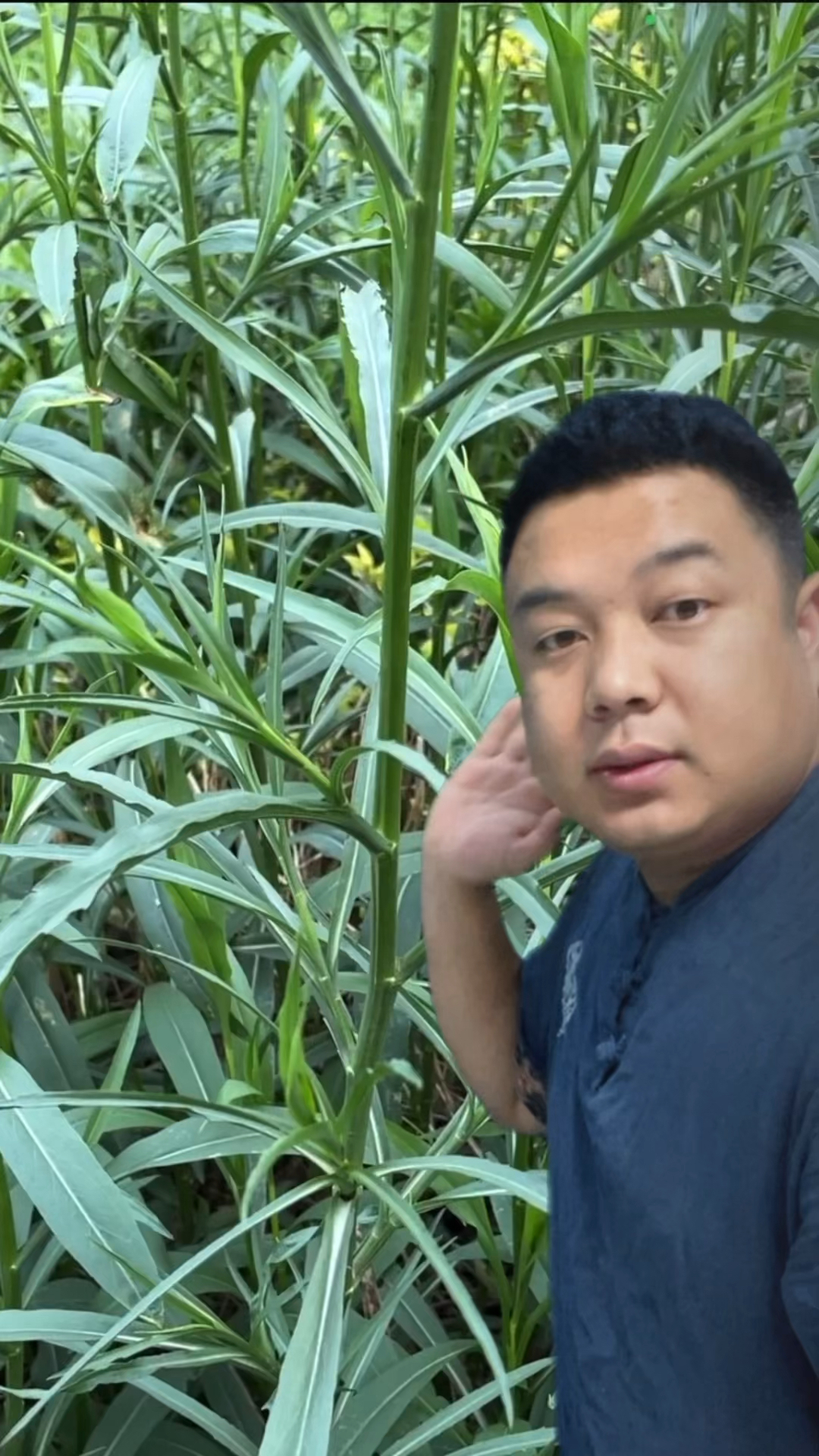 农村常见的「钻叶紫菀」别名也叫:剪刀菜和燕尾菜。你见过吗?