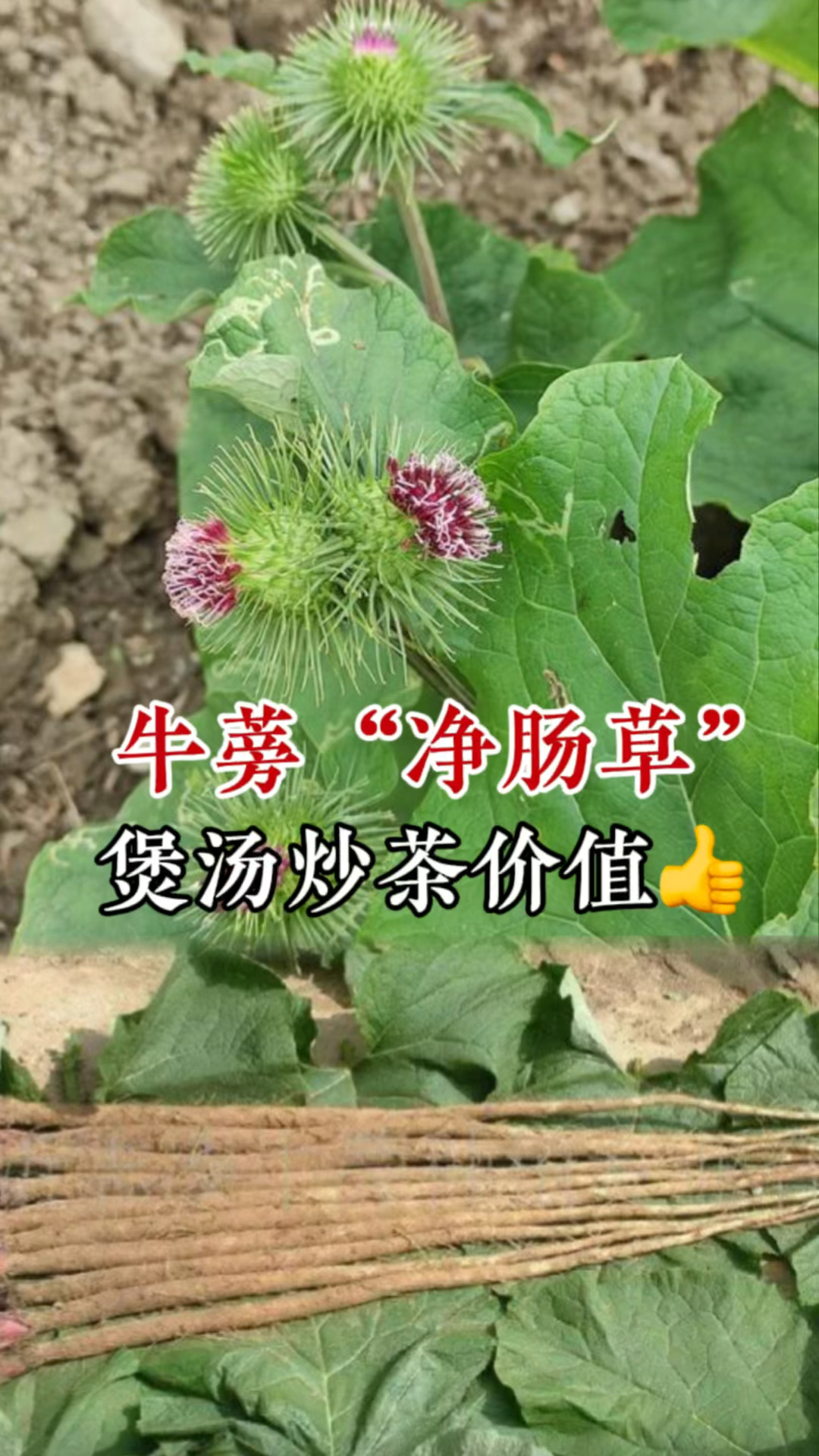 牛蒡又名东洋参,其根像山药煲汤炒茶价值妙,遇到它别当草
