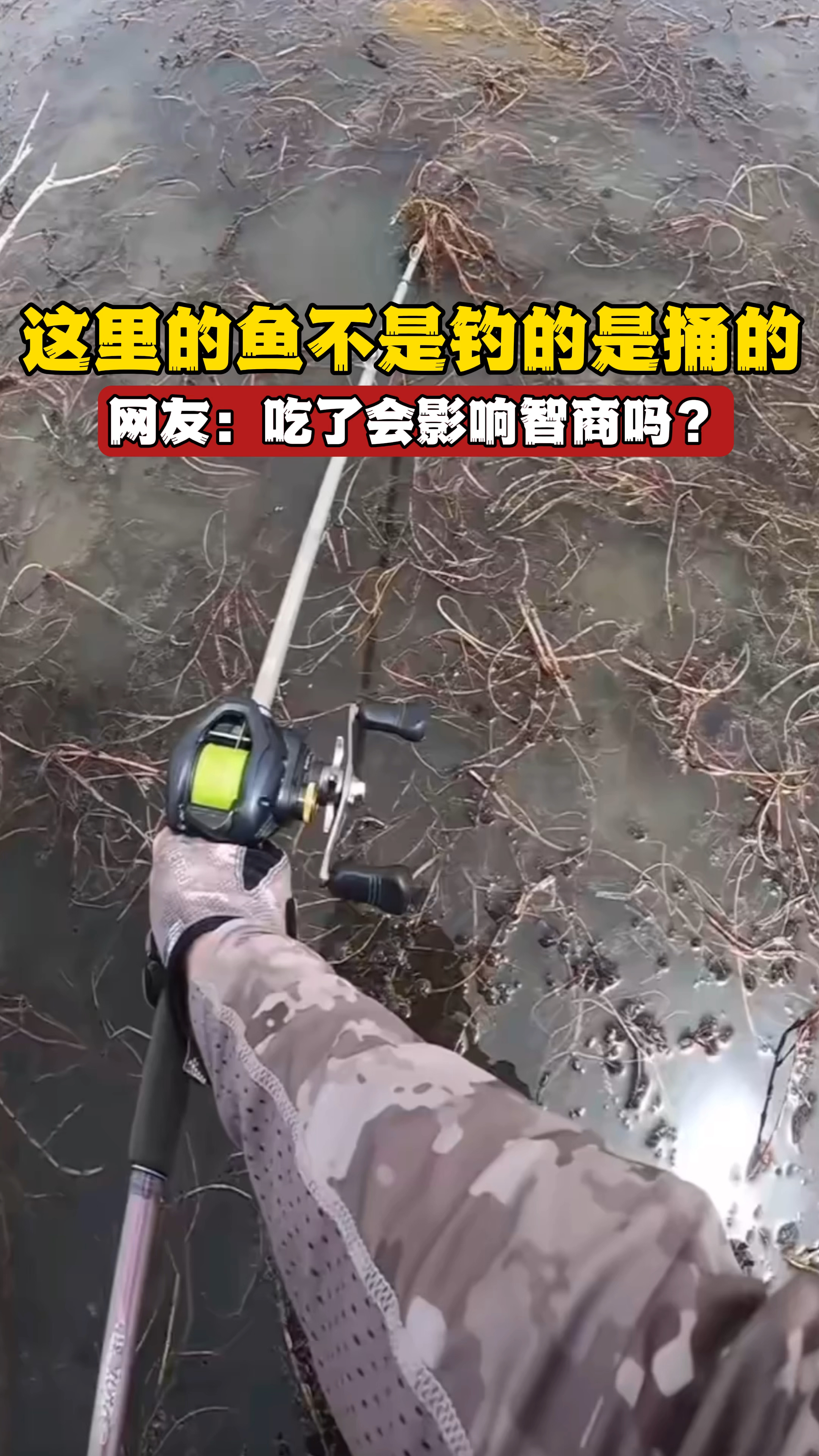 这里的鱼不是钓的是捅的,真不敢相信!网友:吃了影响智商吗?