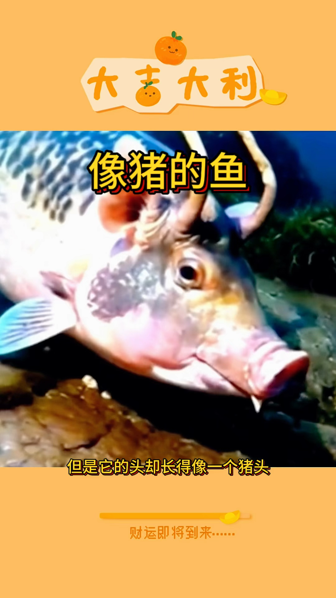 像猪的鱼,难道是变异了吗?