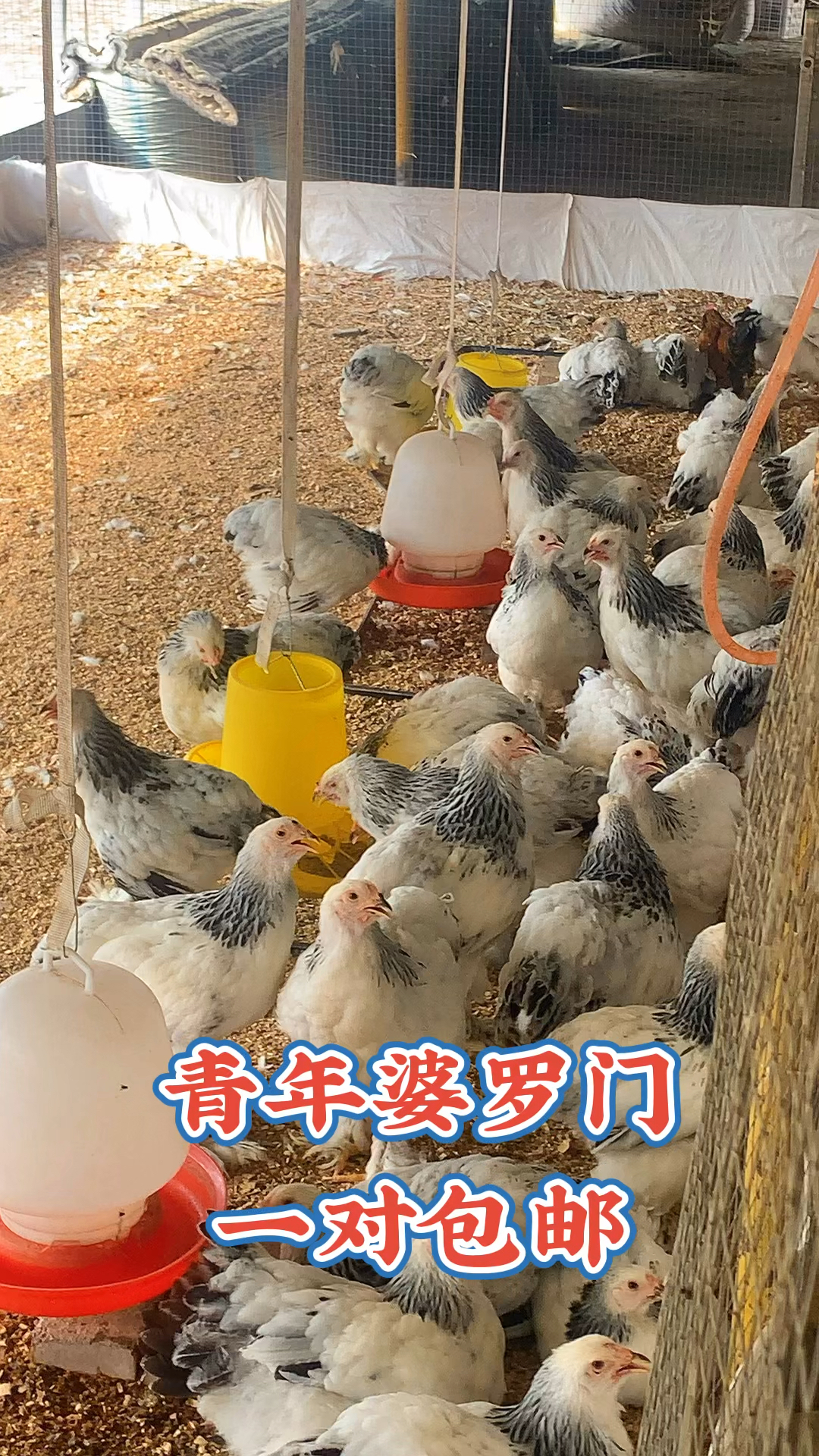 小青年婆罗门鸡,婆罗门种鸡,婆罗门鸡苗,大小规格都有
