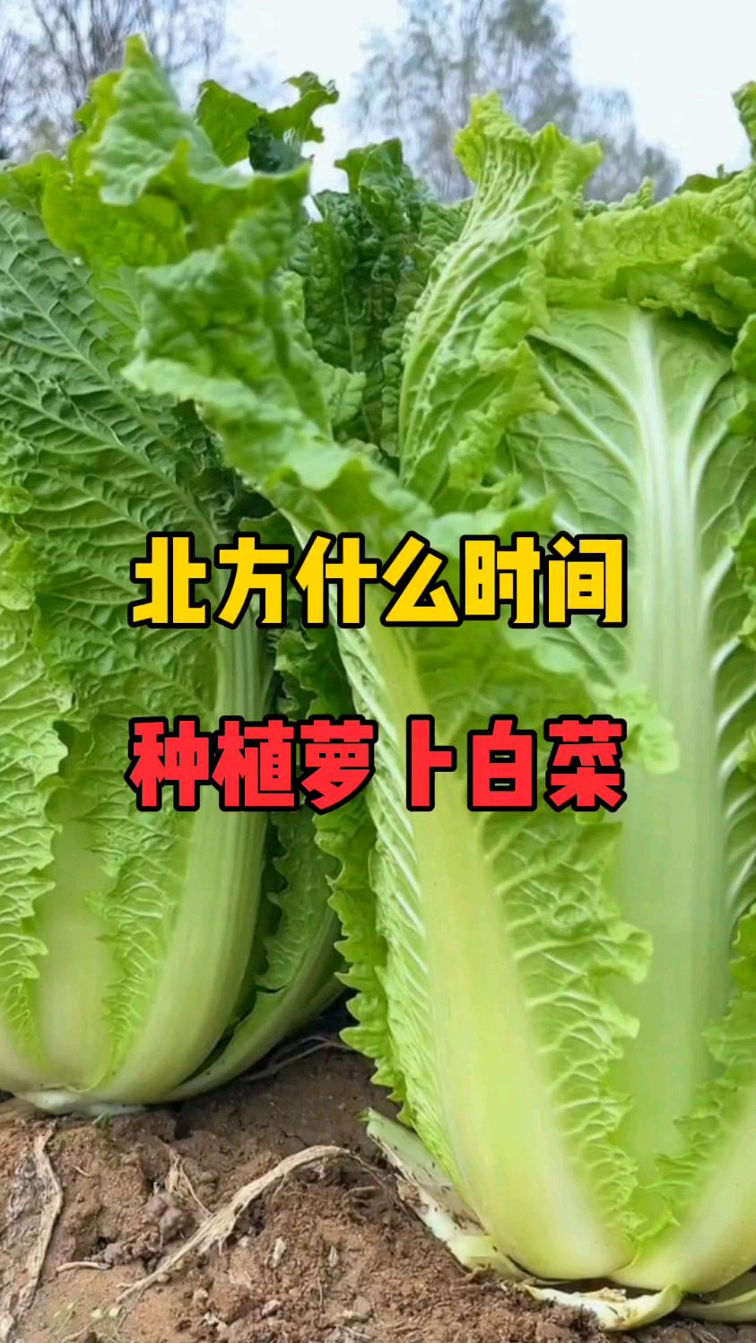 北方什么时间种萝卜白菜