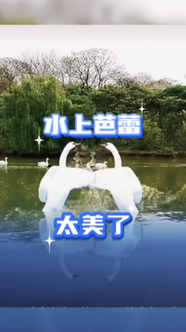 水上芭蕾舞《天鹅湖》太美了