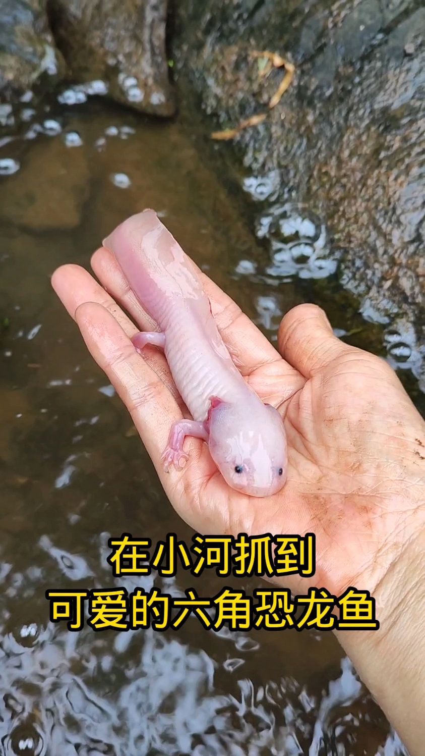 今天在小河抓到可爱的六角恐龙鱼