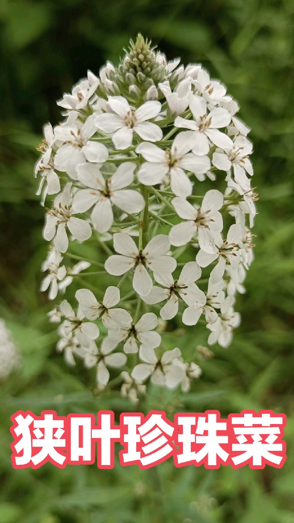 狭叶珍珠菜,它是报春花科珍珠菜属植物,花型堆叠如球如柱