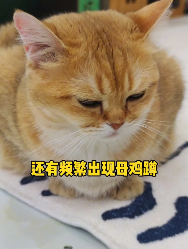 猫咪天天母鸡蹲很可能在忍痛!如果还经常呕吐!很可能肚里有毛了