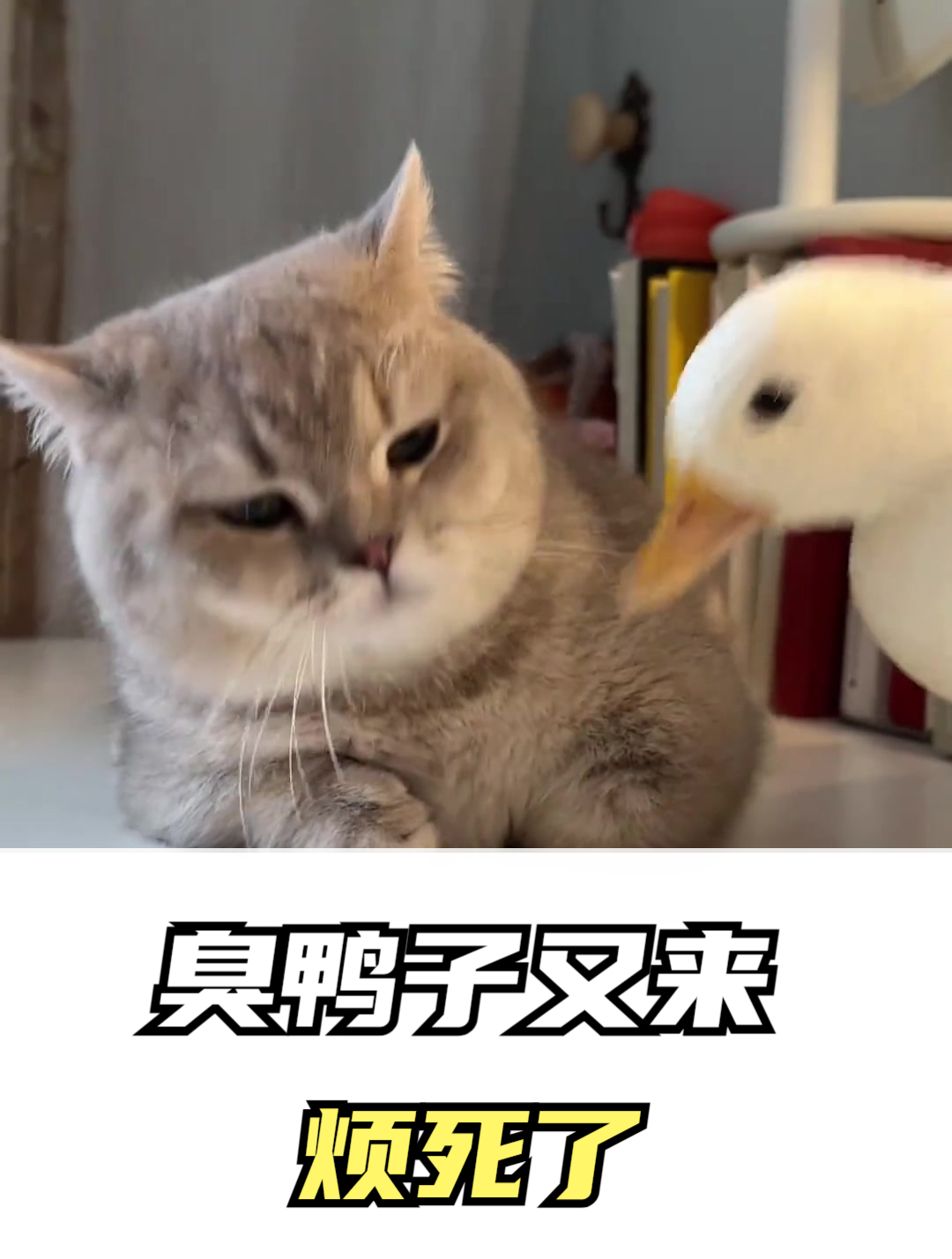 毛栗子:臭鸭子又来,烦死了