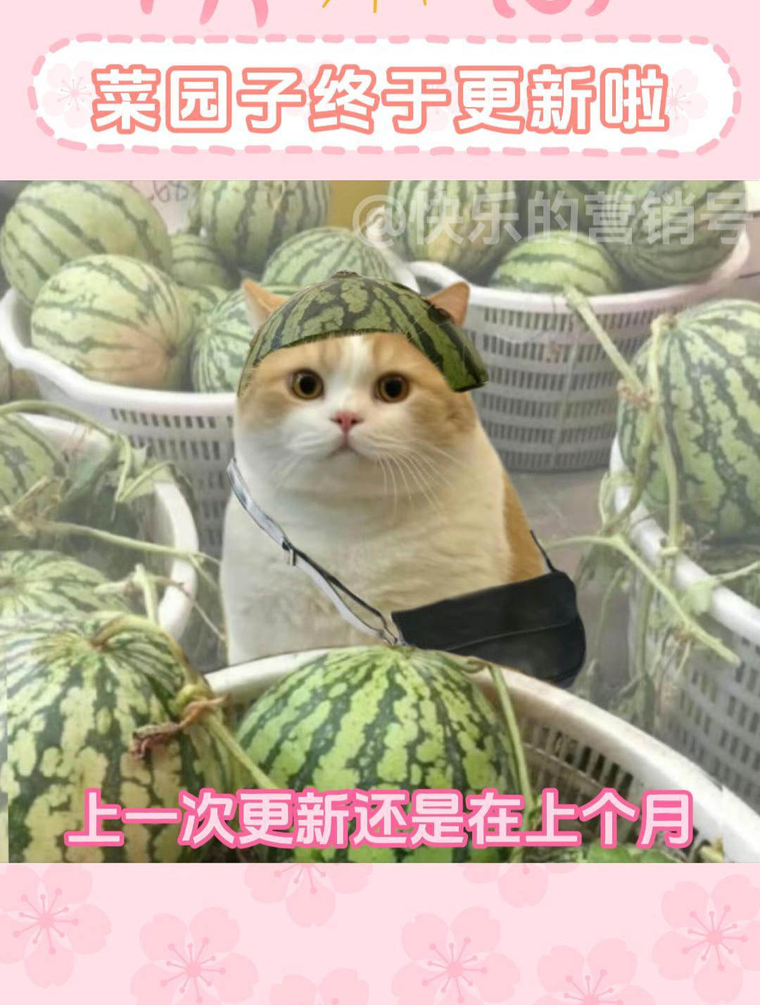 菜园子终于又更新啦