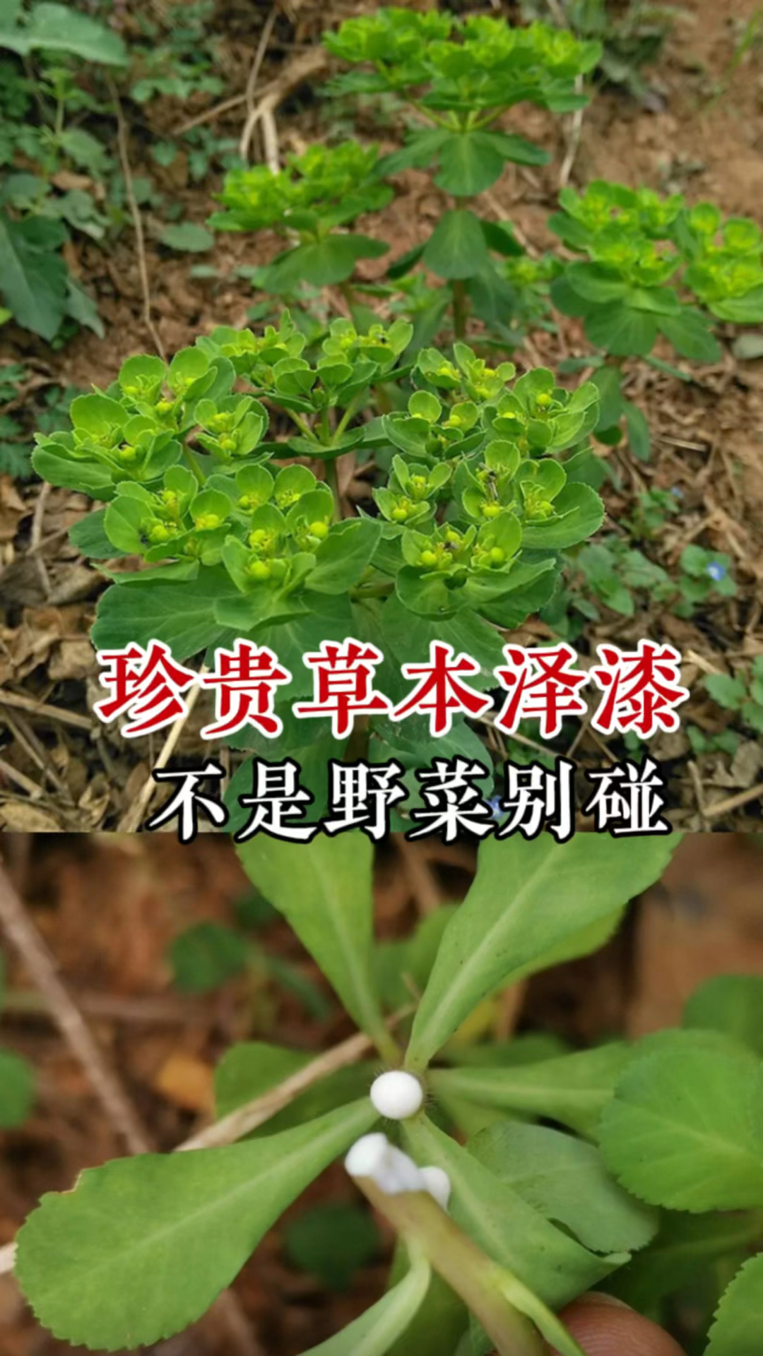 常见植物泽漆又名猫眼草,不是野菜别碰有毒,捣碎的价值您知道吗