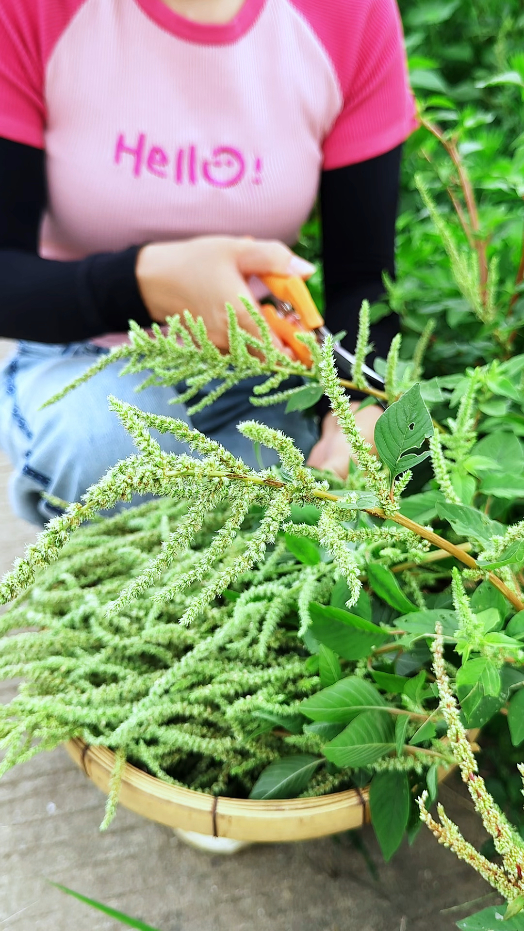每年春夏季节,村里人都会采摘些刺苋菜的花絮晒干