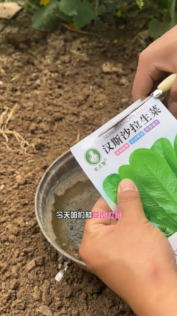 沙拉菜夏季种植长得快