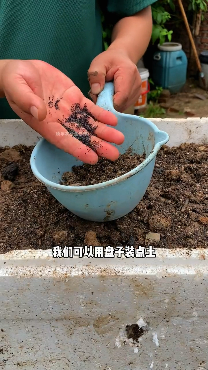 红叶苋菜现在的种植方法和技巧。