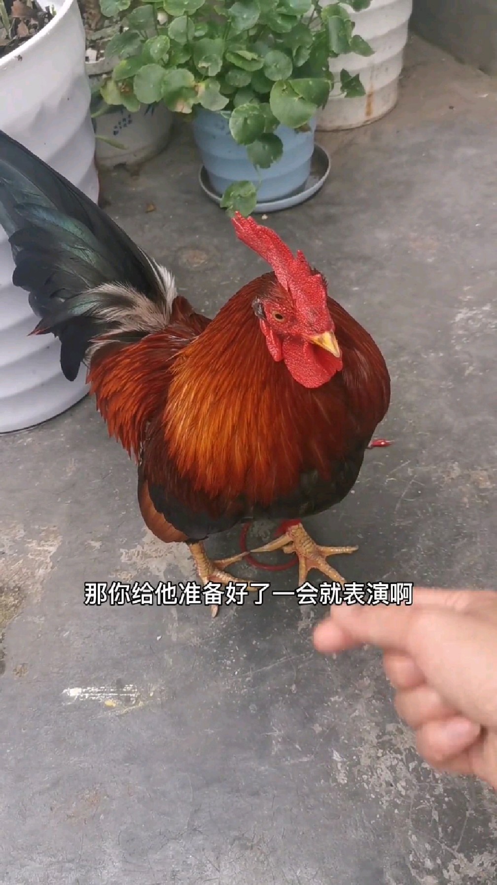 神奇的大公鸡想吹空调、主人要它先表演在吹空调、这也太搞笑了