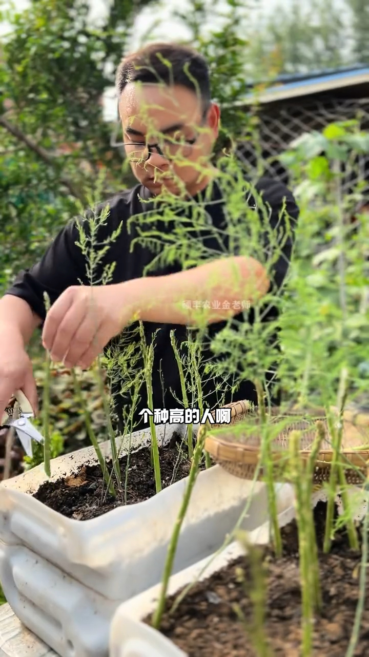 芦笋,耐热,耐寒,南方,北方都能种多年生蔬菜。