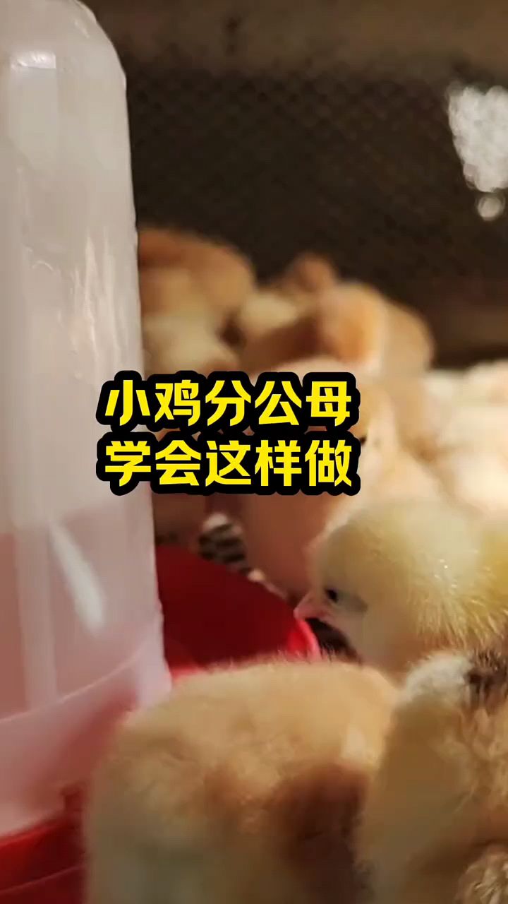 小鸡怎么分公母呢