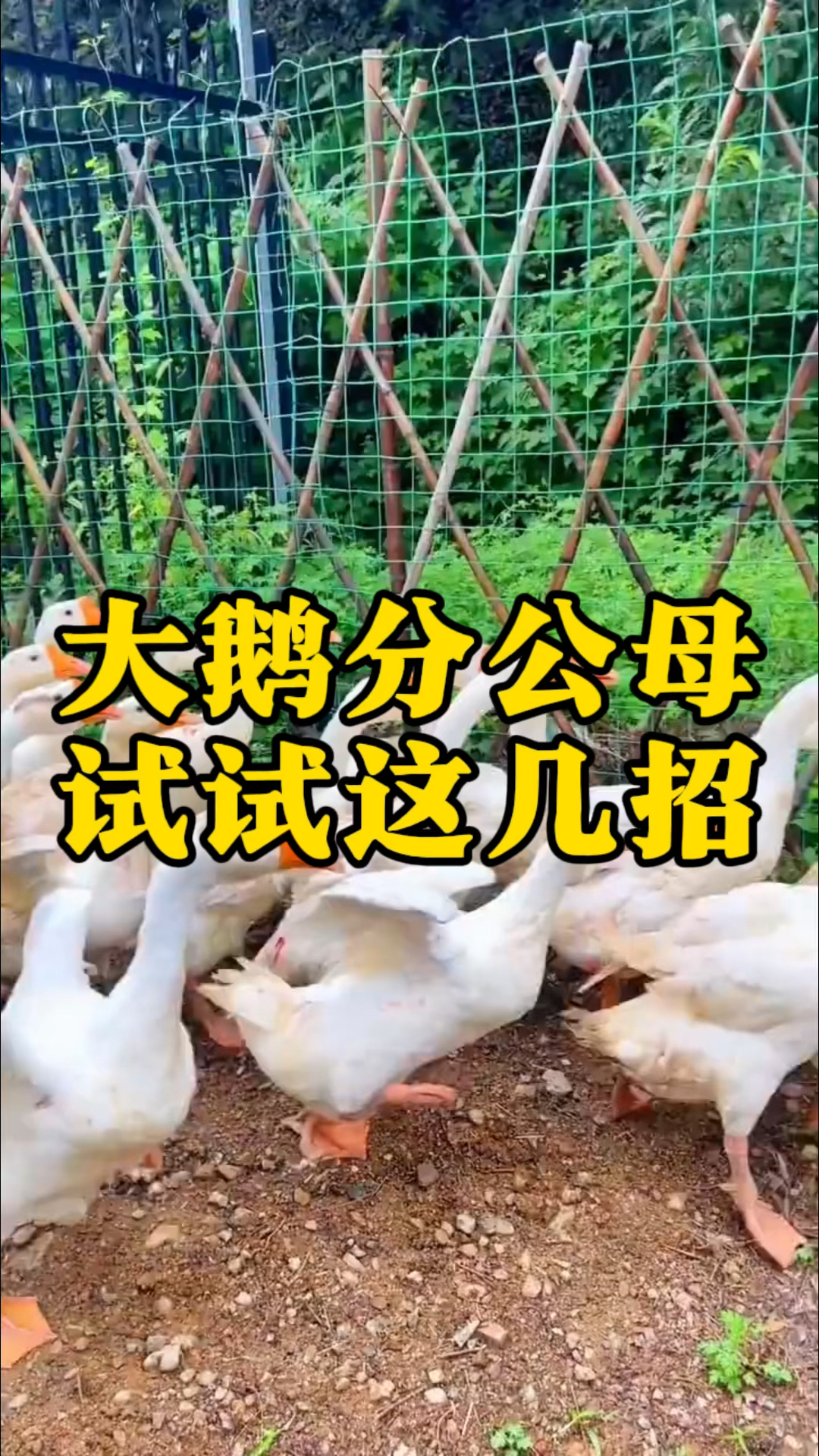 大鹅分公母,试试这几招