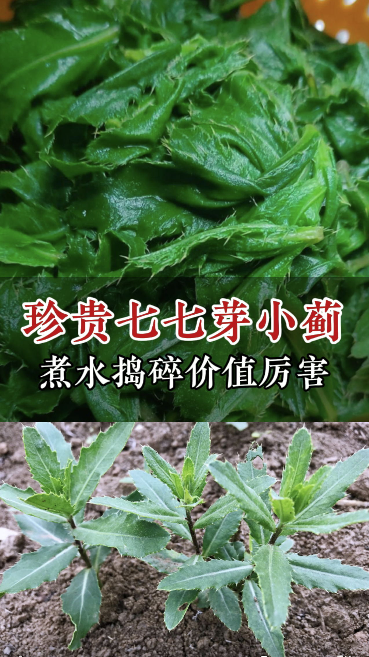 不起眼七七芽竟然也是药材,学名小蓟,除了捣碎很多人喜欢煮水