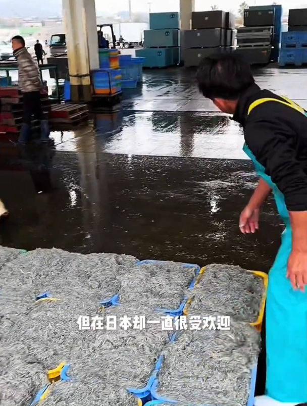 这是一种全身都呈现透明的鱼,也叫作银鱼