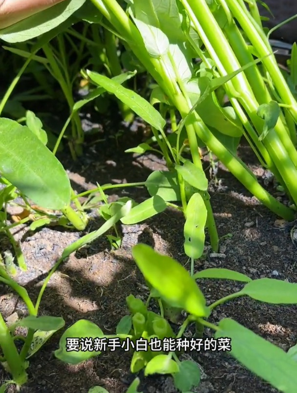 越割越旺长,三叉空心菜不易招虫,种一次还能多茬反复收割!