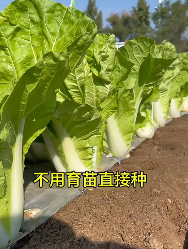 快菜好种不生虫,不用育苗直接种,比大白菜口感细嫩!