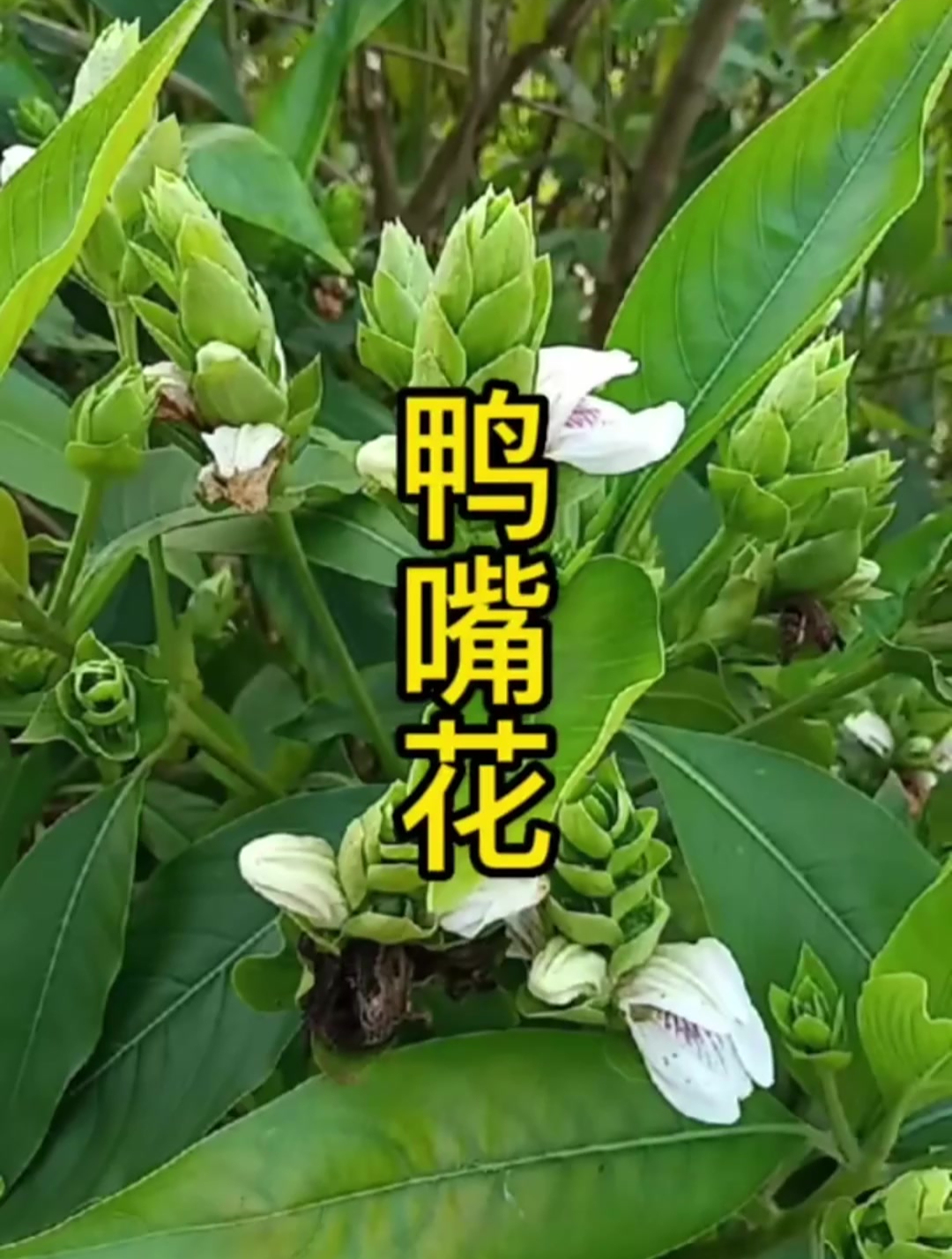 鸭嘴花,可实用的高颜值草药