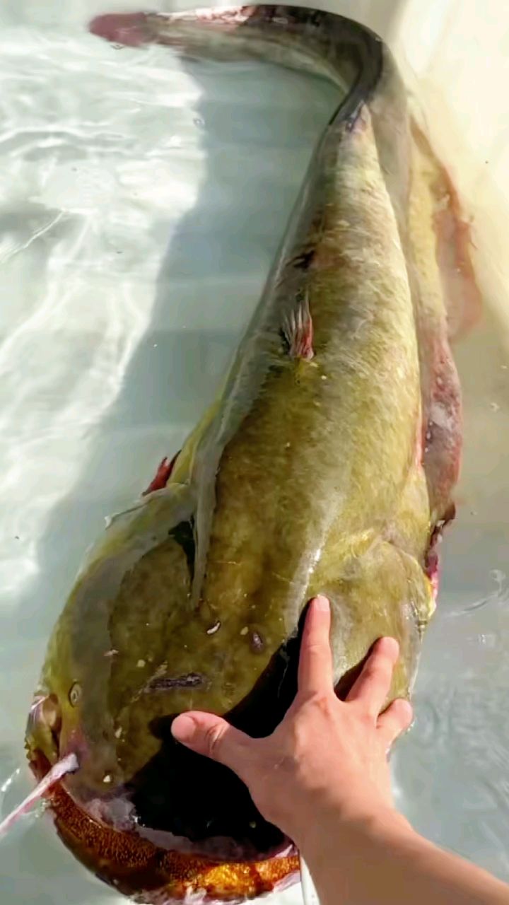 网捕52斤野生大鲶鱼