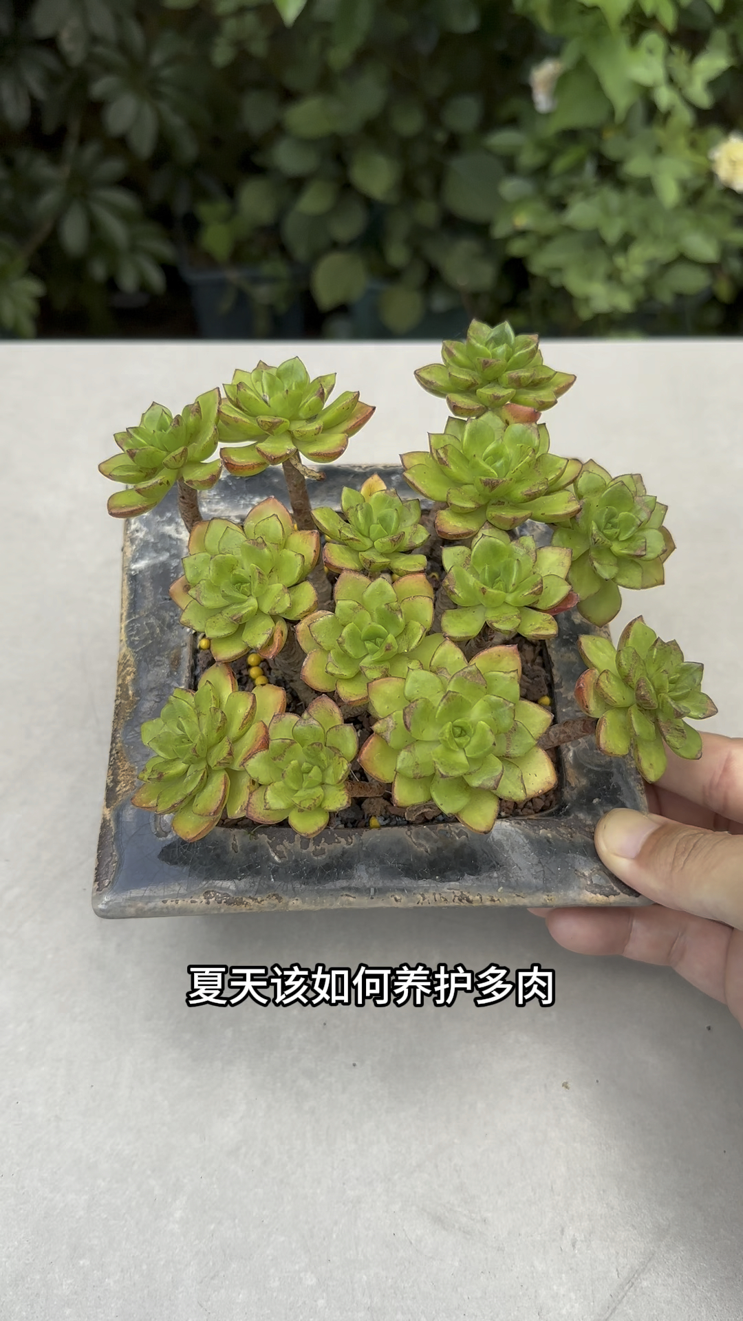 夏天该如何养护多肉你知道吗?