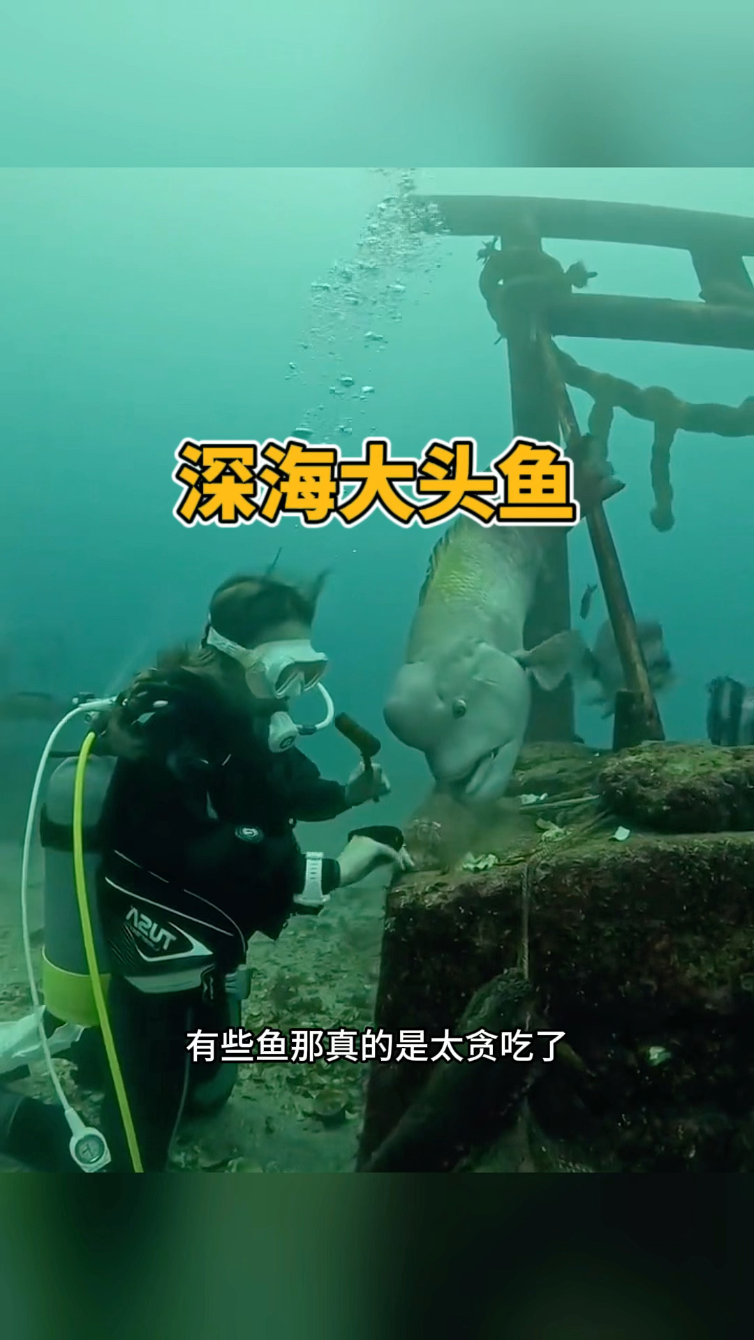 深海大头鱼,他头上的疙瘩难道是被砸的吗?