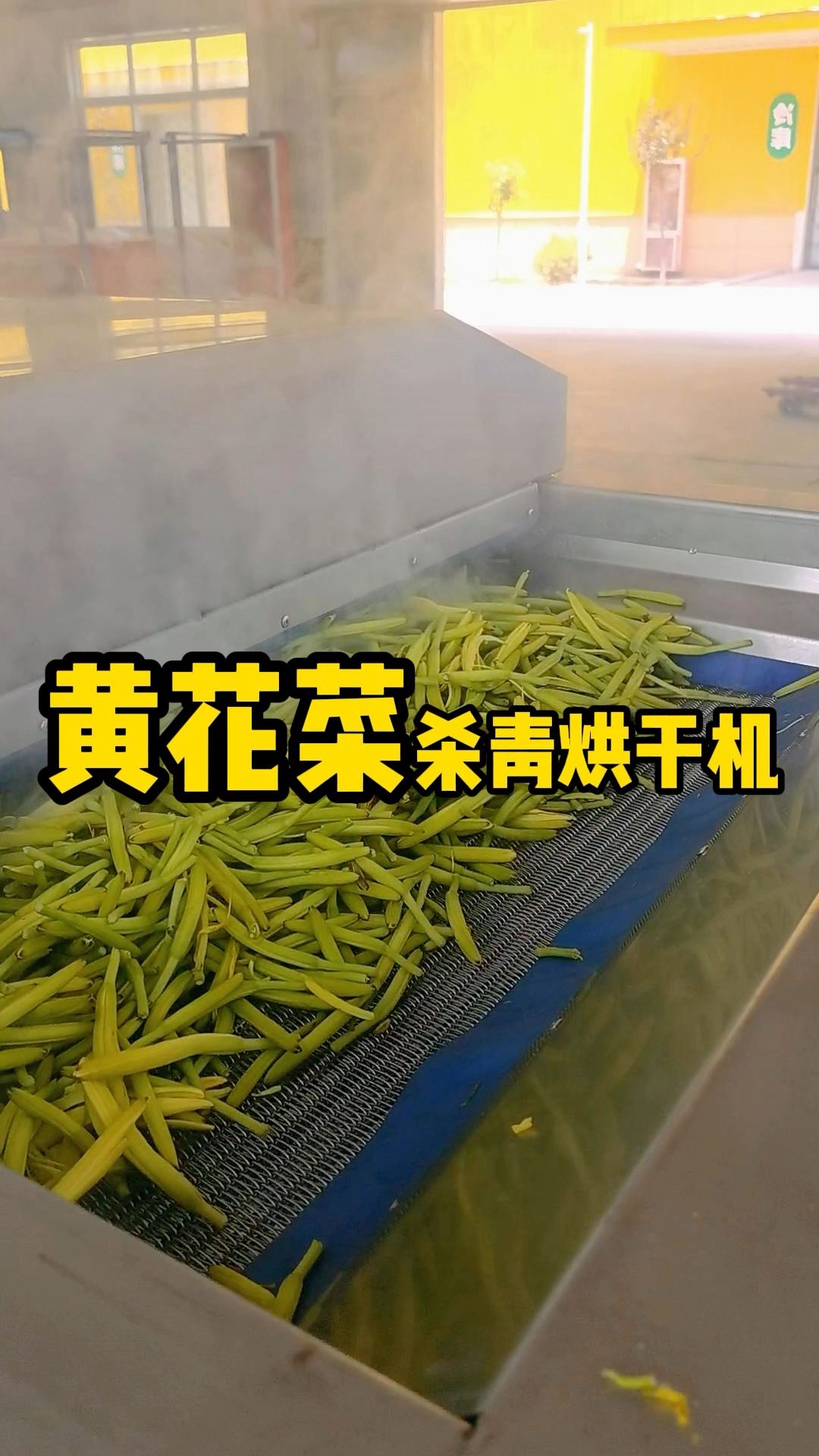 大型黄花菜烘干杀青一体机#黄花菜烘干机 #黄花菜杀青机 #黄花菜烘干设备