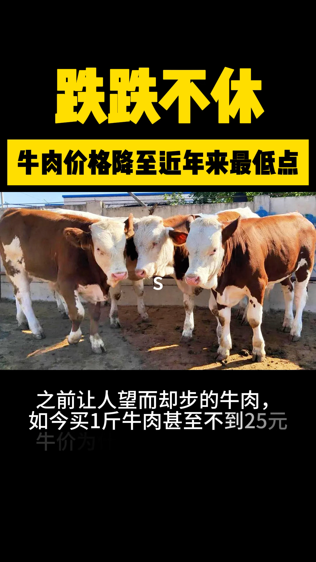 今年牛肉价格一跌再跌,如今一斤牛肉甚至不到25元,牛价是咋的了