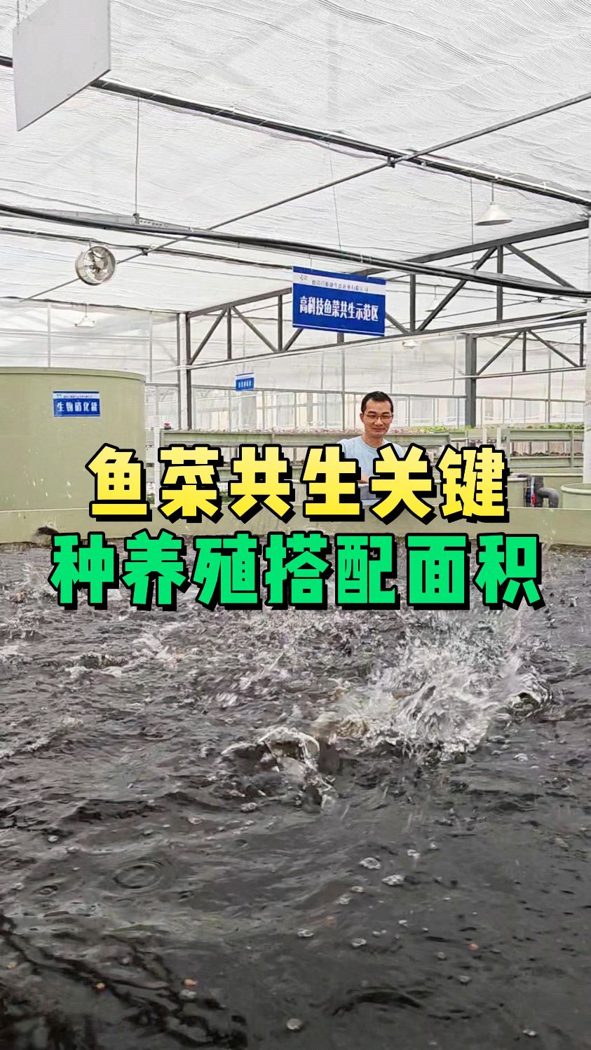 鱼菜共生的关键是鱼菜菌平衡,养多少鱼?种多少菜?多大的水处理