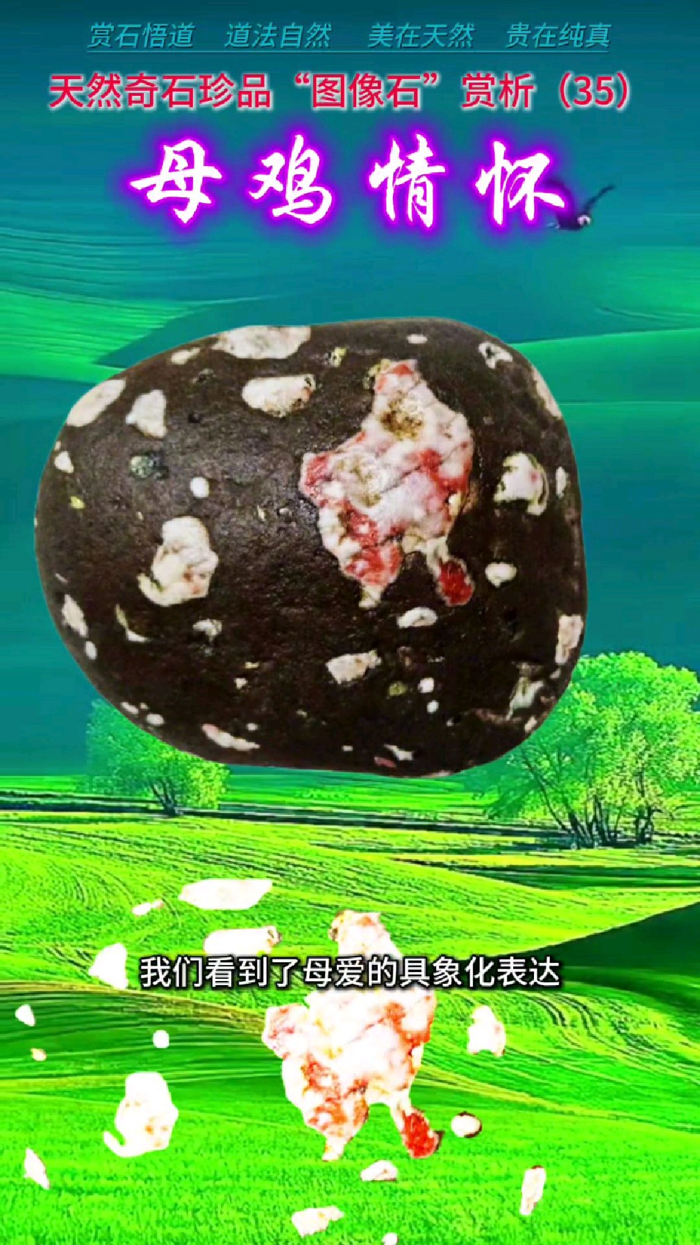 天然奇石珍品“母鸡情怀”赏析(35)天然艺术品