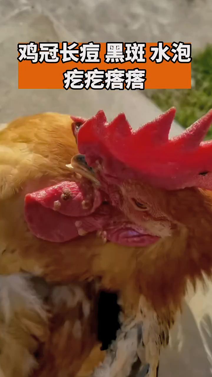 看看鸡身上长这么多痘痘