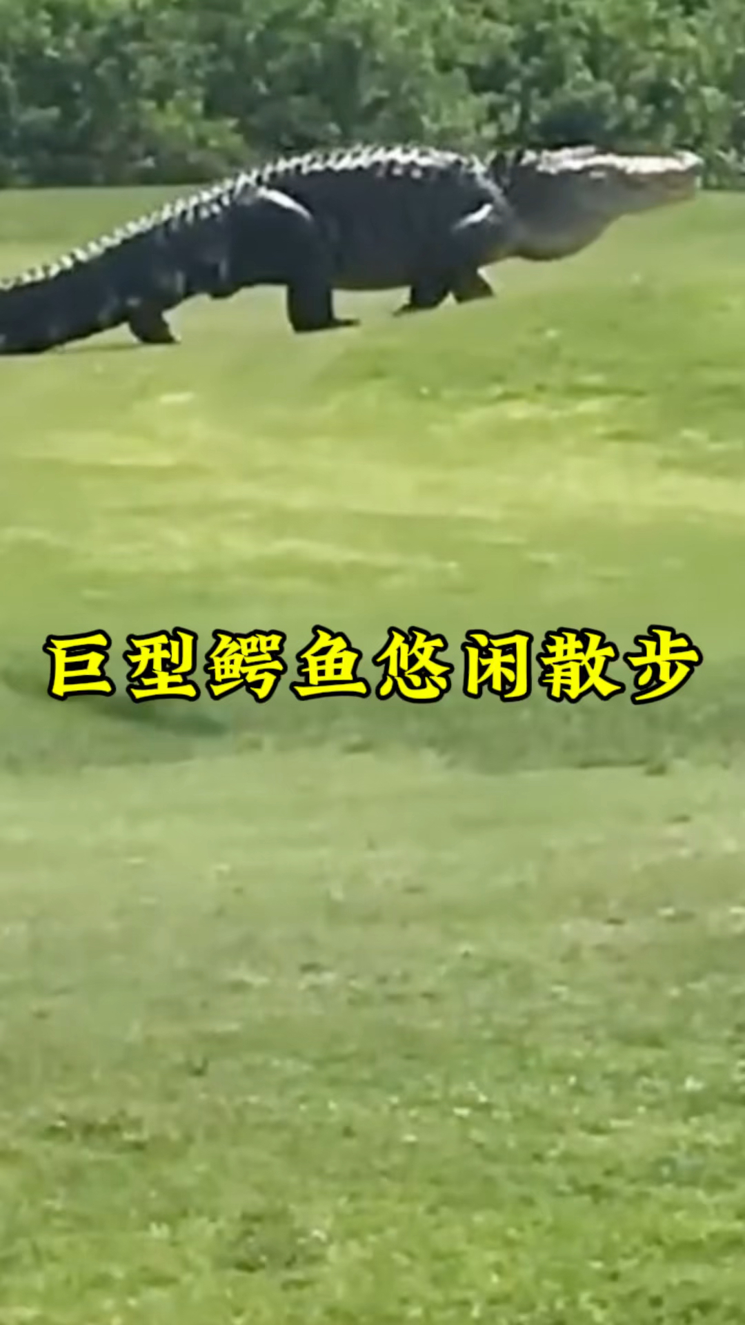体型巨大的鳄鱼,闯入两脚兽的后花园