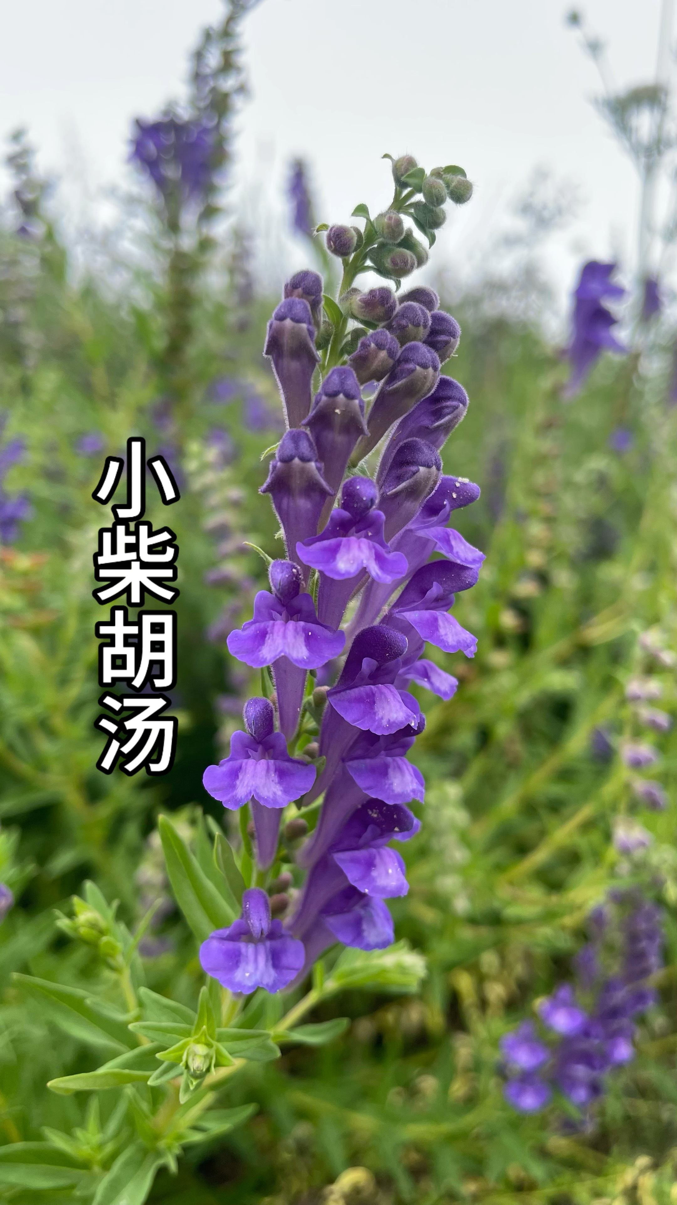 伤寒论经典方,小柴胡汤