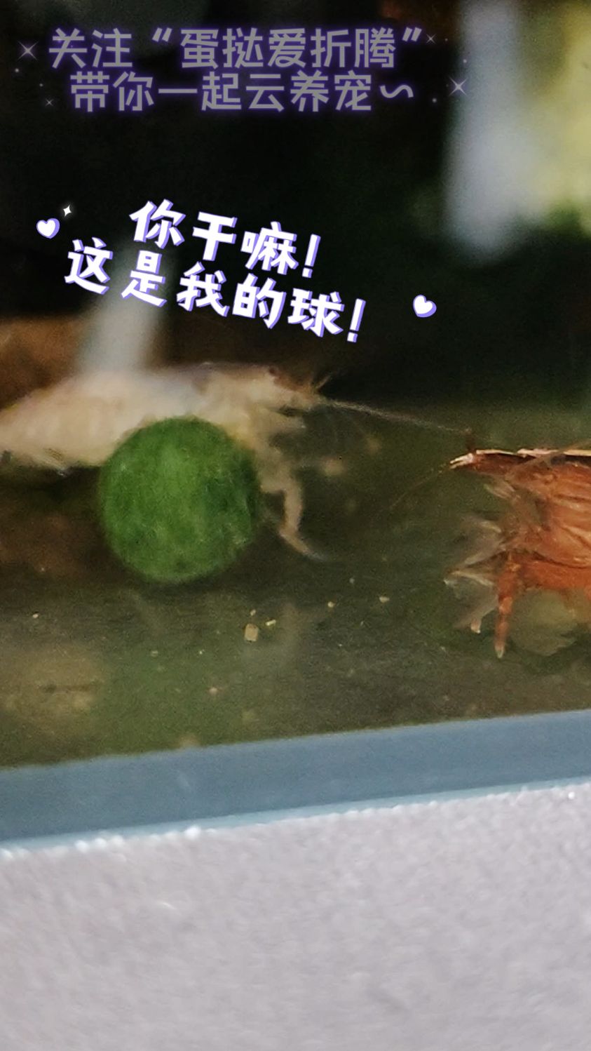 再佛系的虾虾也有不可退让的时刻!非洲巨型网球虾VS木纹网球虾