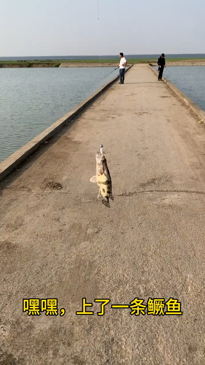 哈哈,上了一条鳜鱼。好开心!