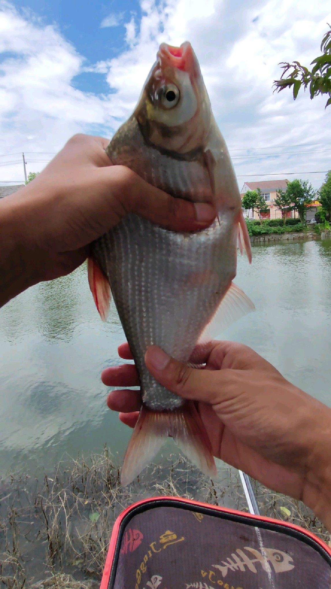 野钓鲤鱼来了一条大柳叶鳊