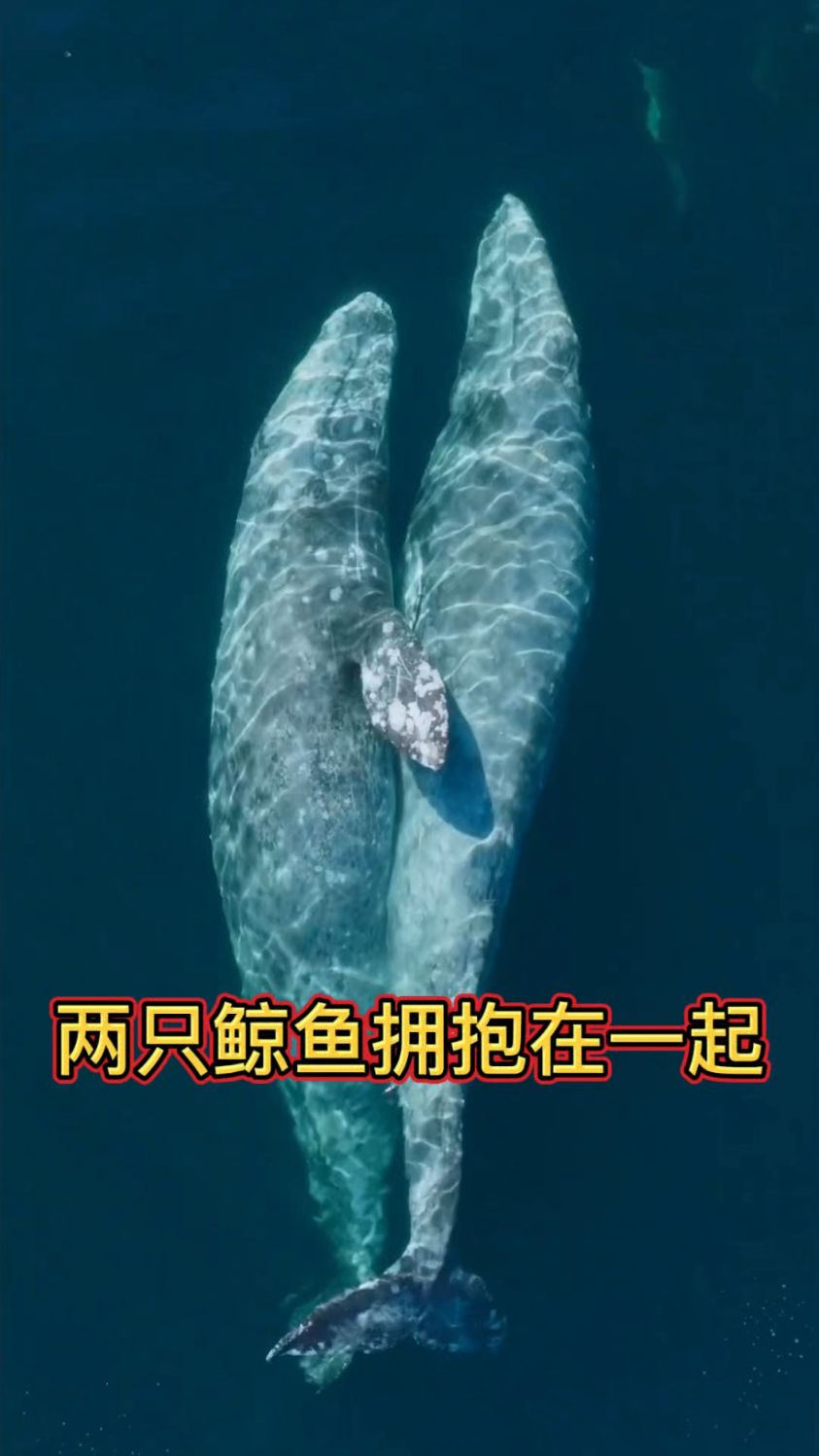罕见的一幕,两只鲸鱼拥抱在一起