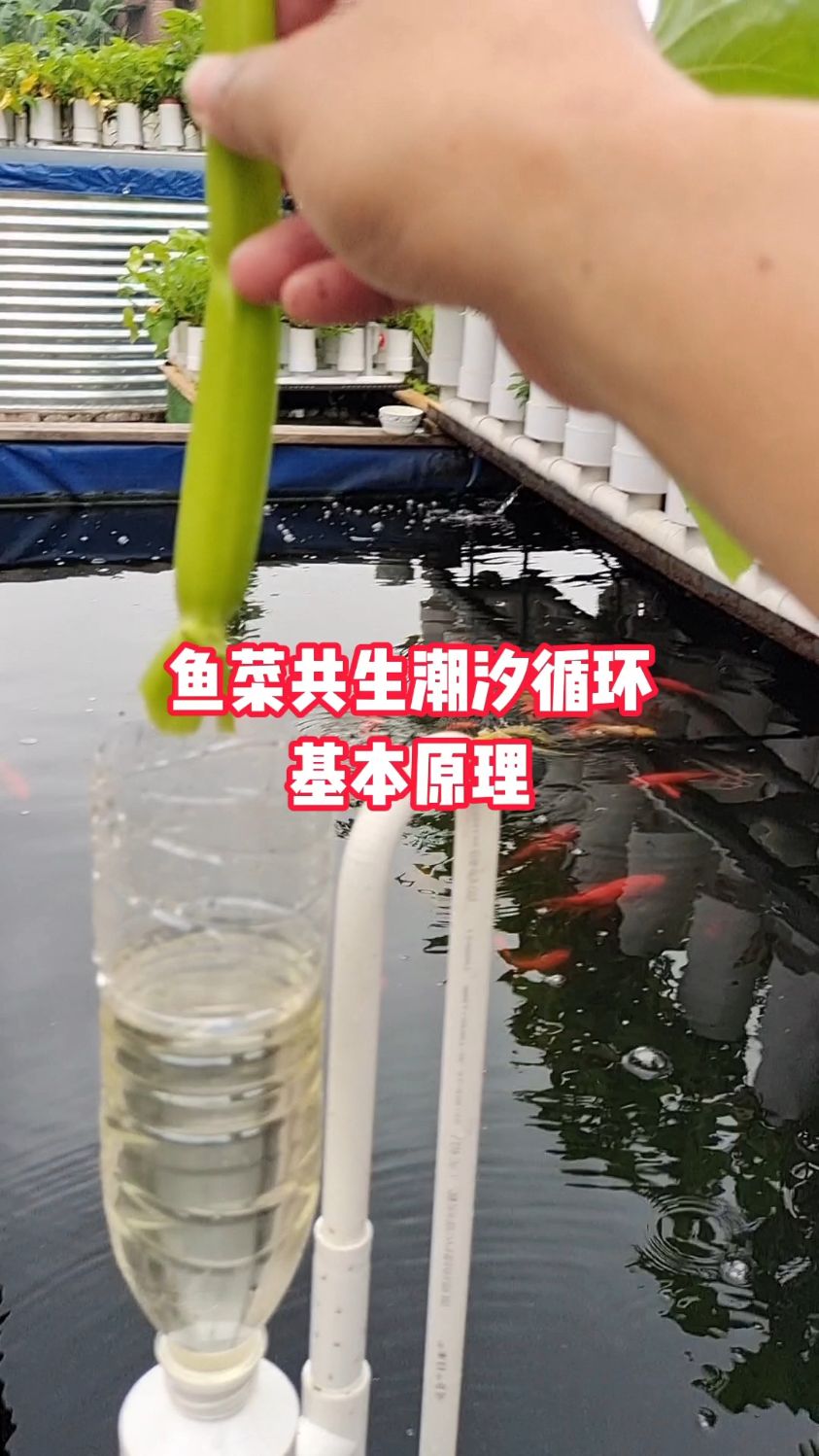 鱼菜共生管道潮汐循环系统基本运行原理