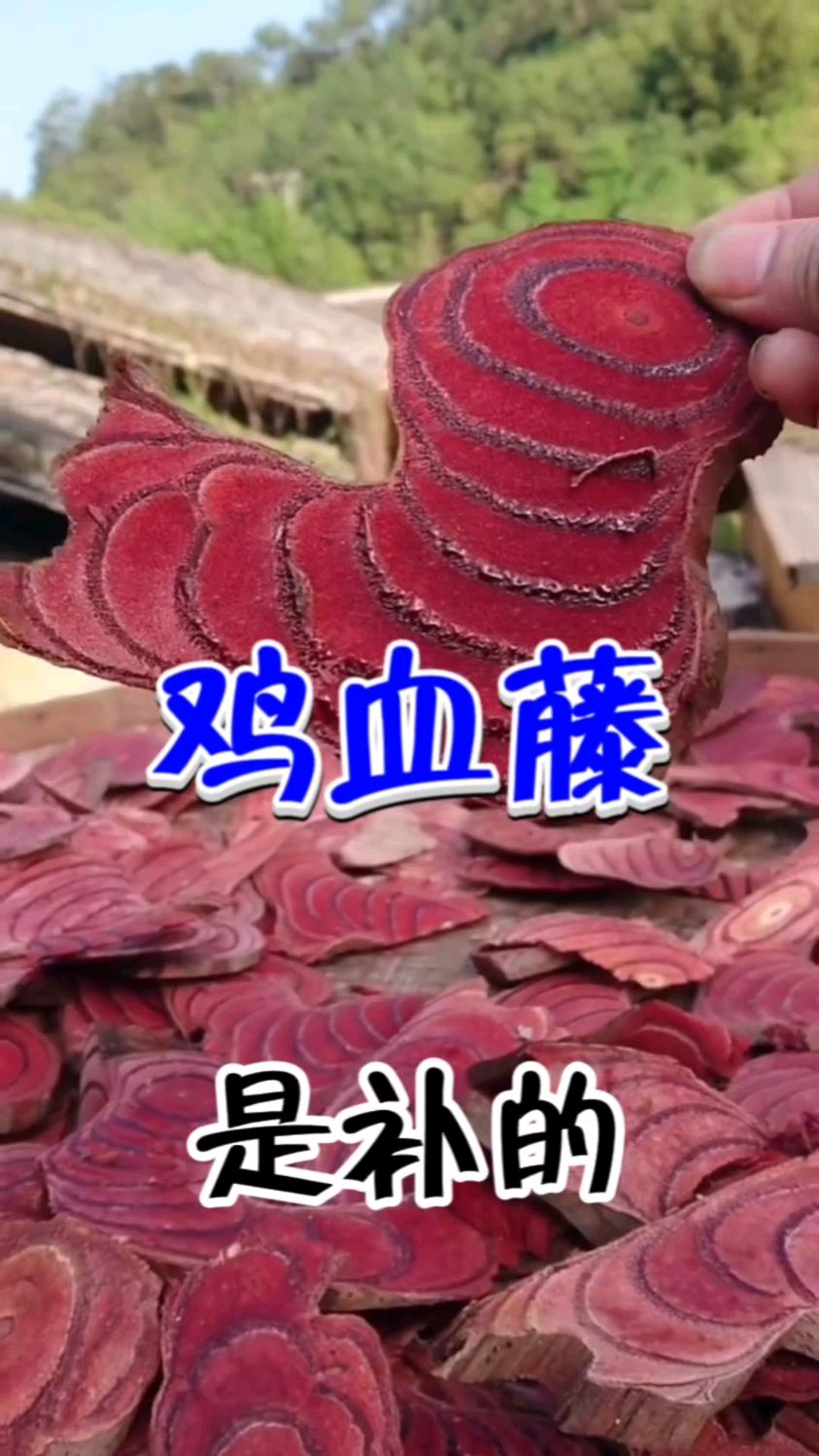 鸡血藤你了解吗?