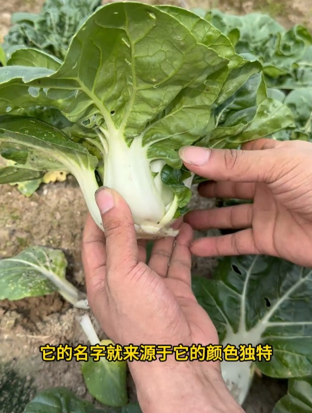 黑叶短茎,这种奶白菜耐热又好吃,种子播种不用育苗!