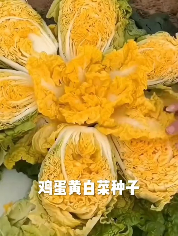 鸡蛋黄奶油大白菜,颜值高还耐热,撒籽浇浇水就出苗