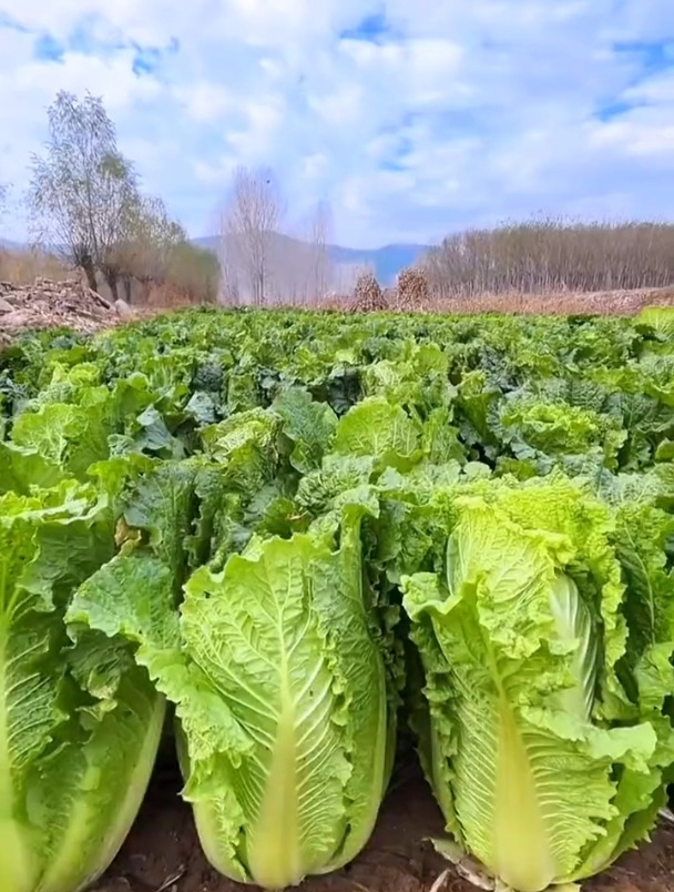 夏季不知道种什么菜,就种夏阳大白菜,能耐38度高温