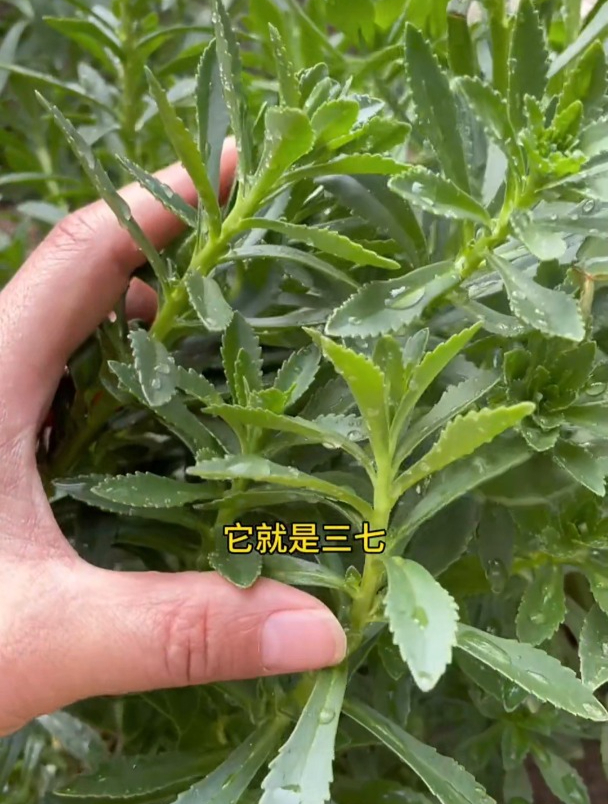 高钙养心菜,夏季高温还能种吗?