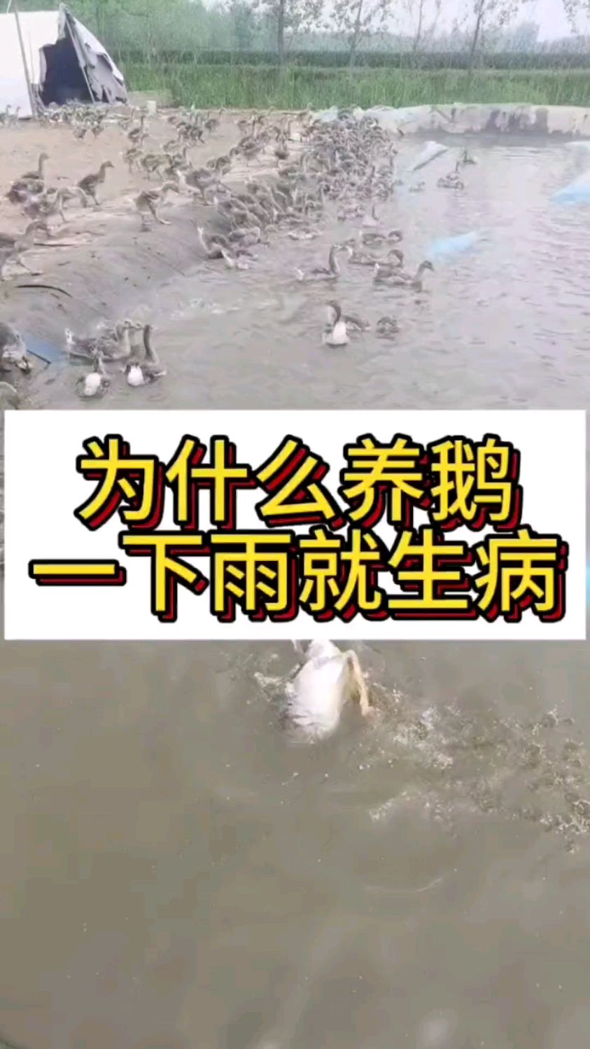 为什么养鹅一下雨就生病