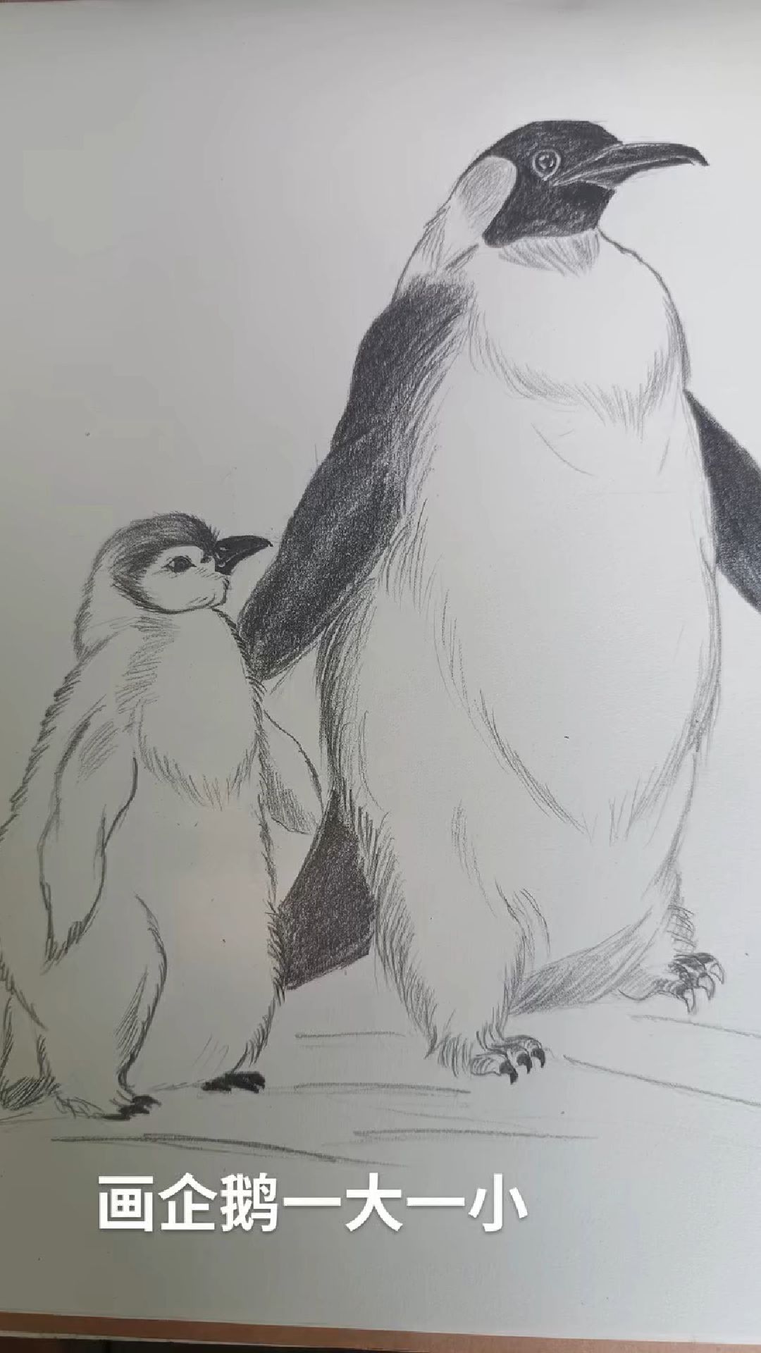 画企鹅一大一小企鹅