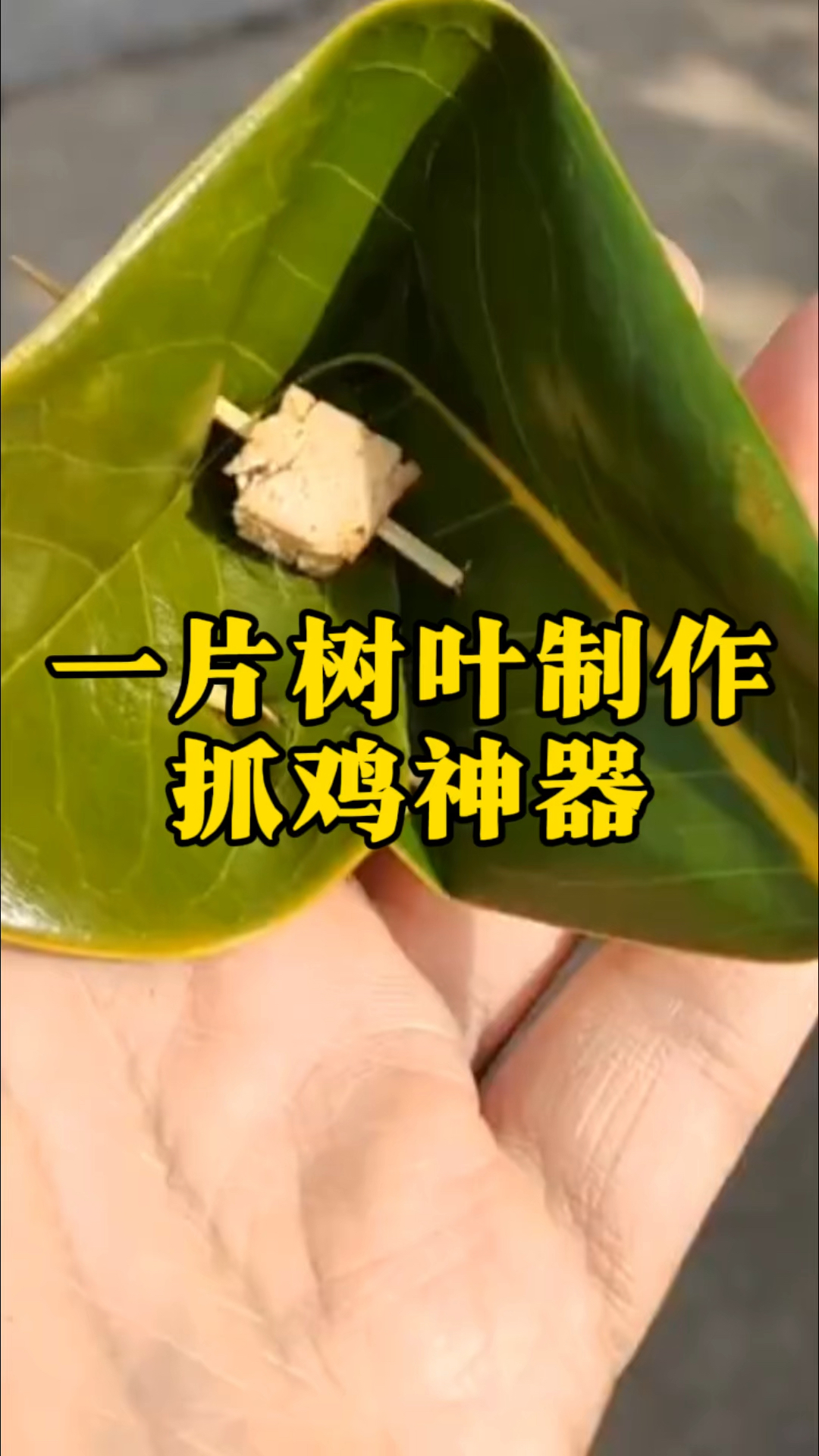用一片树叶,制作抓鸡神器,养鸡人赶紧试试
